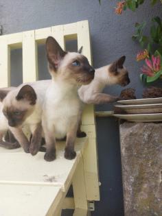 Reinrassige Siam Kitten