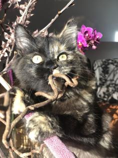 Katze Dori sucht ein liebevolles Zuhause