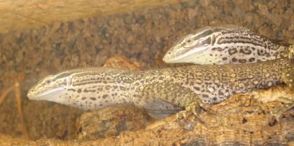 Gebe ab 1. 1 Varanus Panoptes Horni - Arguswarane