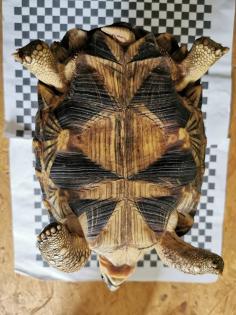 Geochelone Radiata 0. 4 weibchen