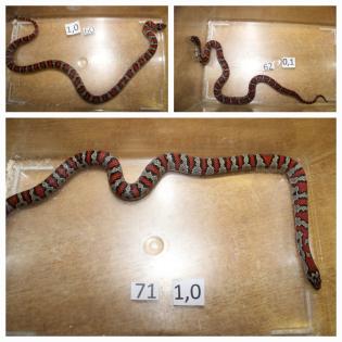 Lampropeltis Mexicana mexicana