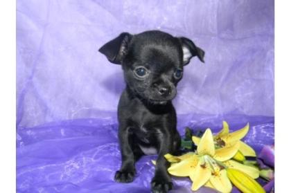 Chihuahuawelpen weibl. /mänl. LH und KH mit Papiere