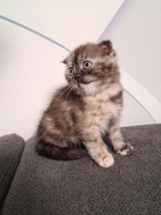 Süße BKH Britische Kurzhaar Katzen baby katzen suchen ein neues Zuhause