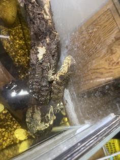 Krokodile Höckerschwanz Echse mit Paludarium