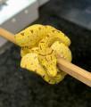 Morelia Viridis HY Biak x Yellow Blue Line ENZ 21 abzugeben.