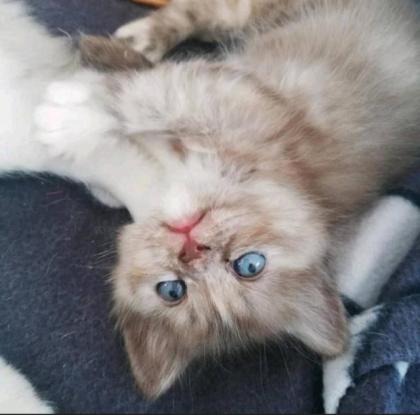 4 süße Bkh Blh Kitten Mädels abzugeben