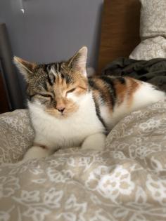 Lieber Deckkater für Hauskatze gesucht.