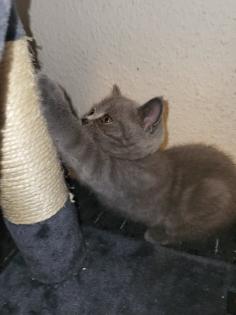 BKH KITTE Britisch Kurzhaar KATZENBABY
