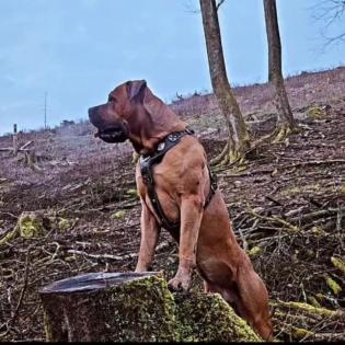Dogo canario Welpen