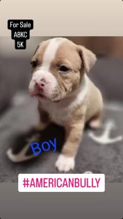 American Bully Pocket