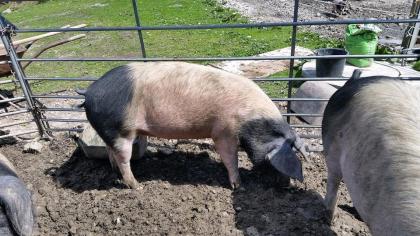 Schwäbisch Hällische Bio-Schweine aus Freilandhaltung