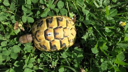 Griechische Landschildkröten Nachzucht 2024 THB, Ostrasse