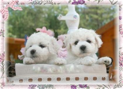 Bichon Welpen suchen noch Kuschelplätze
