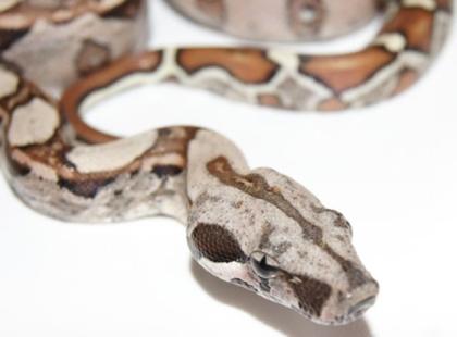 Abgottschlange Boa constrictor Nachzuchten
