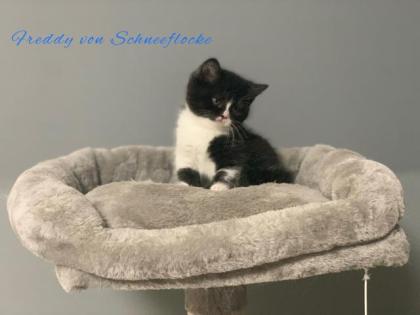 Wunderschöne BKH Kitten suchen liebevolles Zuhause
