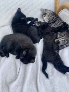 11 Wochen alte Katzenbabys