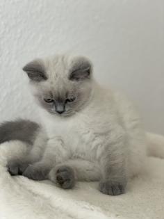 BKH British Kurzhaar reinrassig Blue Point Lilac Point