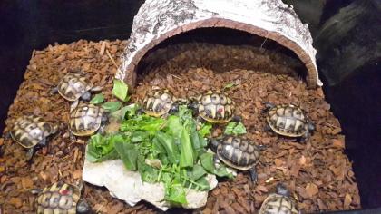 Griechische Landschildkröten