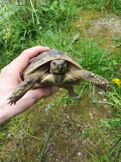 Adulte männliche Griechische Landschildkröte NZ 2009