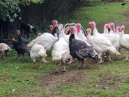 Truthähne, Puten, Turkey zu verkaufen