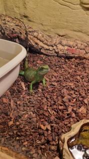 Wasseragame Päärchen