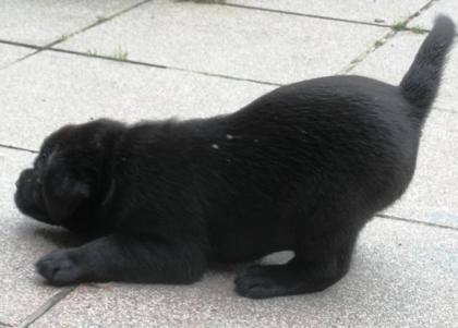 Labrador Retriever Welpen vom Sauboden FCI