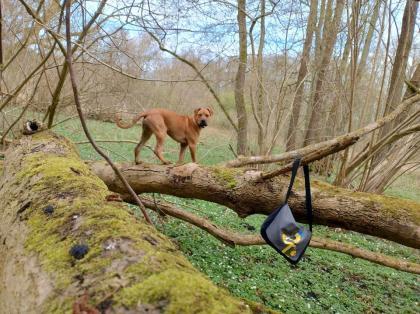 Junger Dogge Boxer Mischling sucht liebevolles Zuhause
