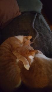 Schmusetiger suchen dringend neues zu Hause