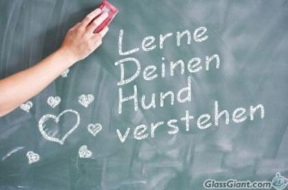 Traumjob Hundetrainer/Tierpsychologe
