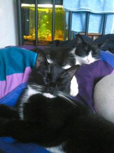 Suche Die neue Familie von Lillie und Cassy Tierheim Gelnhausen