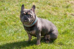FRENCH HUGO - männlich 4 Jahre 34 cm 14 kg Französische Bulldogge Gechipt Nicht kastriert