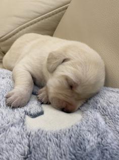 Labrador Welpen, reinrassig, Babylabradore