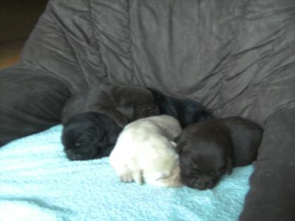 Schöne Labradorwelpen in blond, braun, schwarz zu verkaufen
