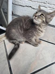 Bkh Mix Kitte, Hunde gewöhnt