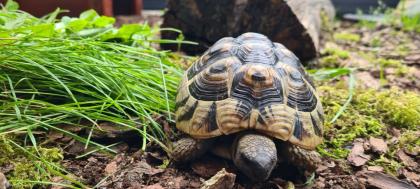 Griechische Landschildkröte