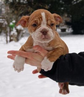 Ultimate Bulldog Welpen