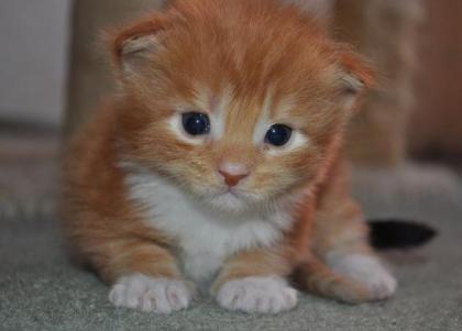 Maine coon Katzchen mit Stammbaum