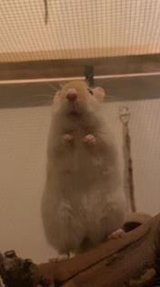 Rennmaus sucht neues Zuhause