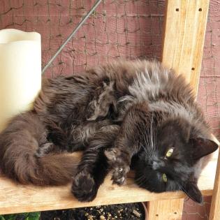 Kater, 1, 5 Jahre alt, Persermischling