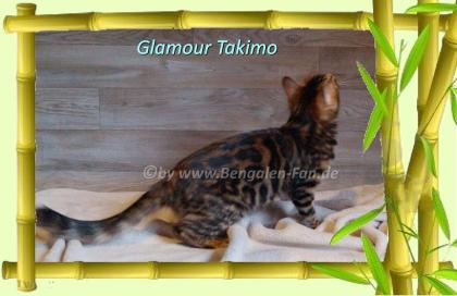Cahsmere Bengal Kater sehr lieb pfiffig Evtl. sogar mit Zuchtfreigabe