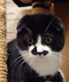 Scotisch fold Katze 6 Monate alt