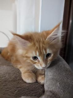 Wundervolle Maine Coon Kitten