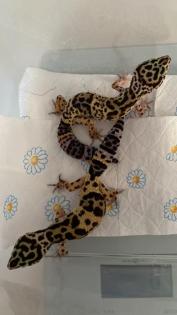 2 Leopardgecko Weibchen Terrarium