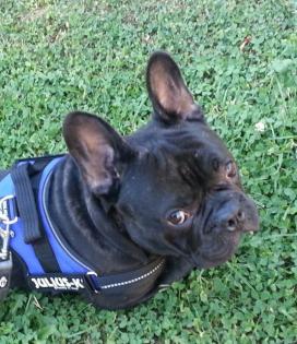 Französische Bulldogge 1 Jahr Rüde