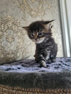 Reinrassiege Maincoon Kätzchen silver-white-Tabby/silver-black-red -Tabby