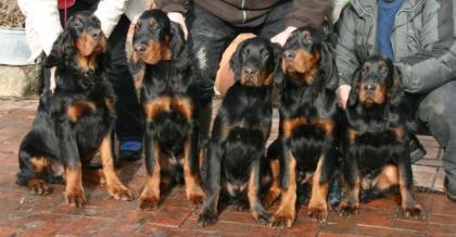 Gorden Setter Welpen VDH