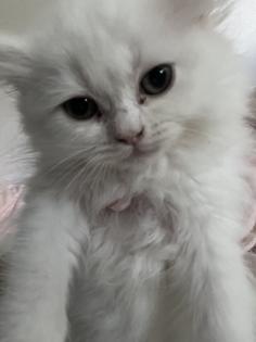 Britisch Langhaar Kitten