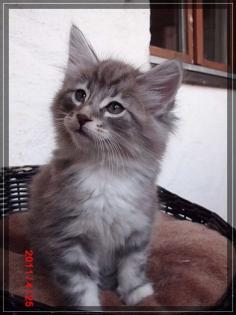 Norweger Kitten in blau silber