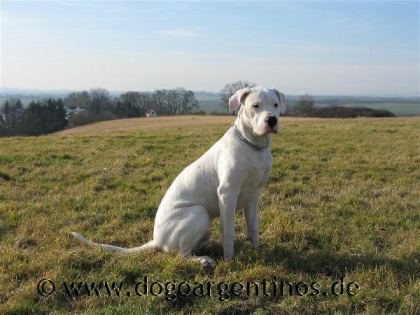 Hundetrainer gesucht