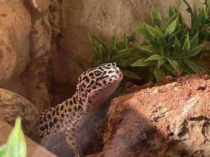 Leopardgecko Weibchen